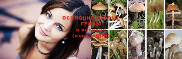 прущие грибы Алексеевка
